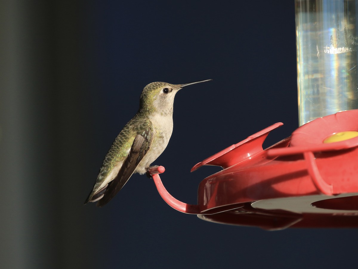 Anna's Hummingbird - ML647892615