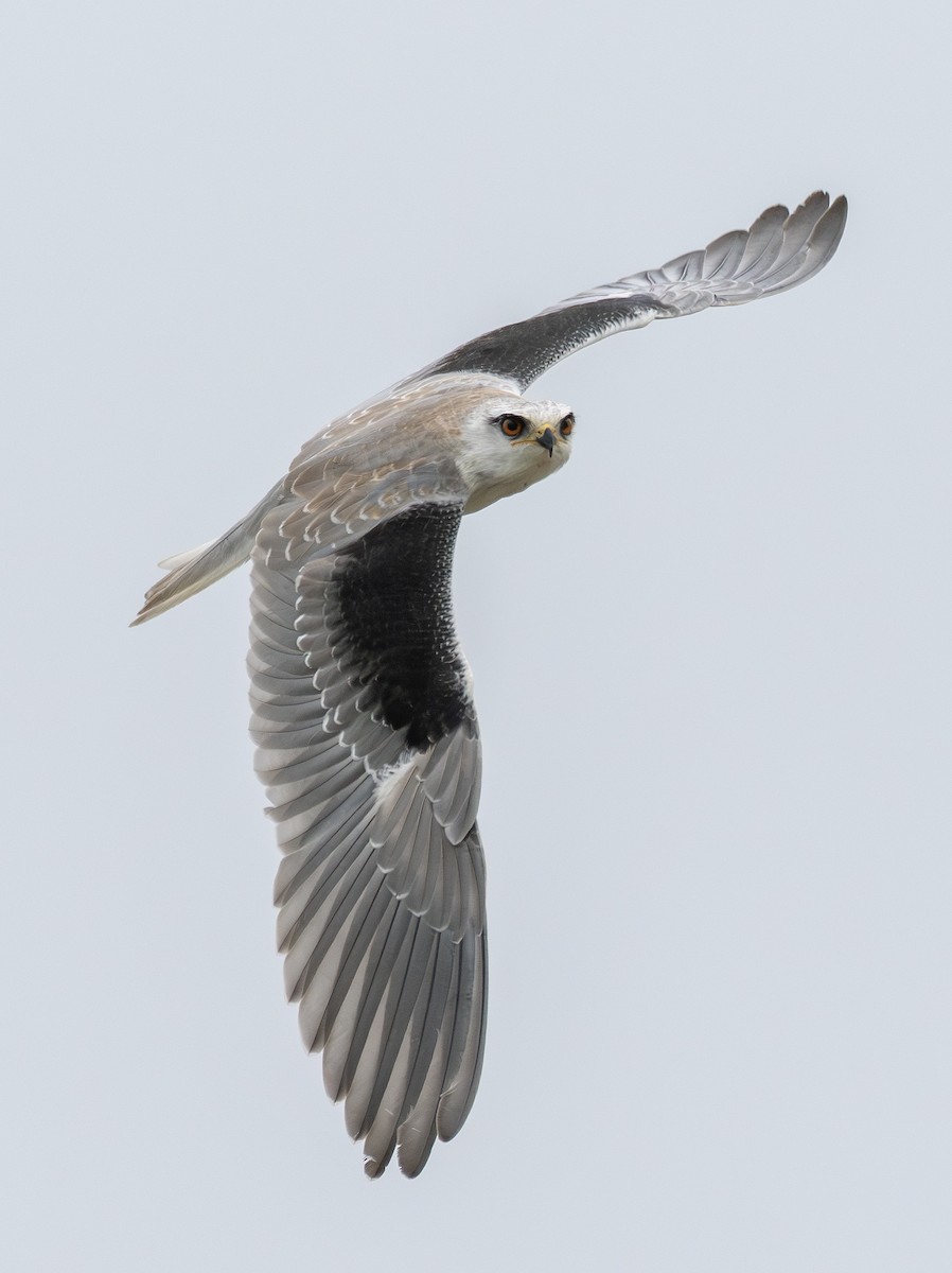 Black-winged Kite - ML647892617