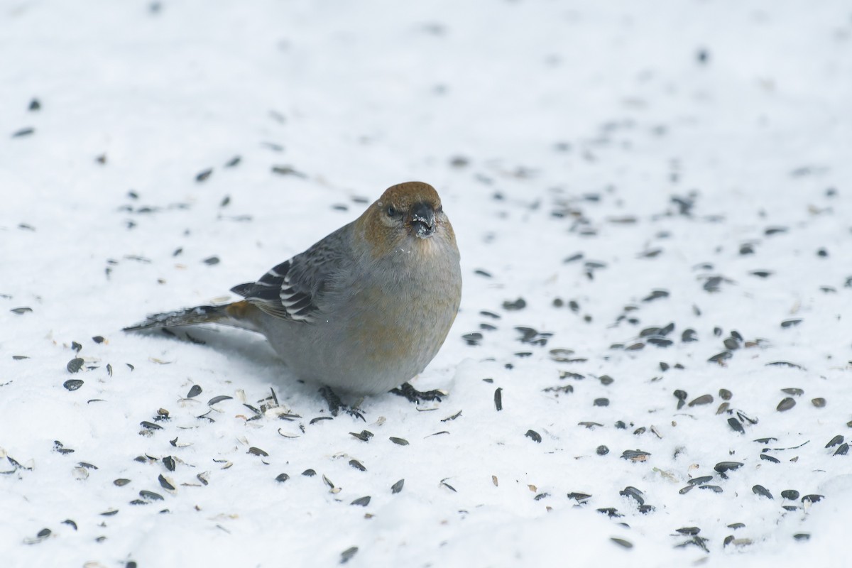 Pine Grosbeak - ML647892619