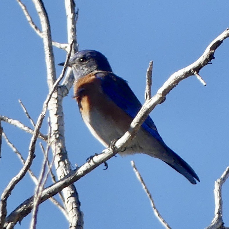 Western Bluebird - ML647892620