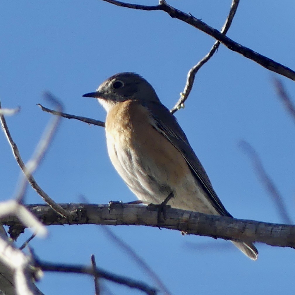 Western Bluebird - ML647892621