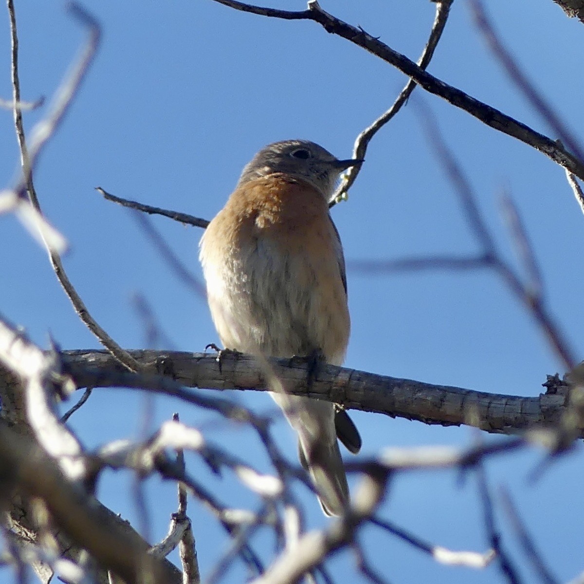 Western Bluebird - ML647892622