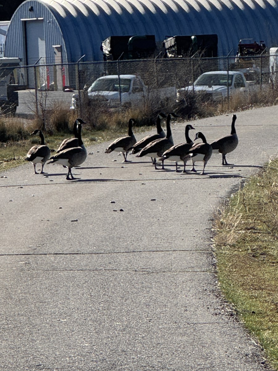 Canada Goose - ML647892623