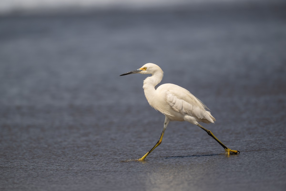 Snowy Egret - ML647892624
