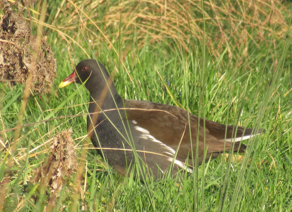 Eurasian Moorhen - ML647892625
