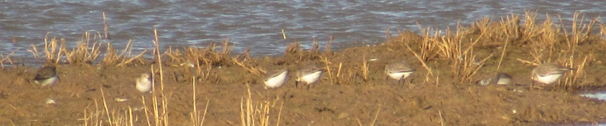 Dunlin - ML647892627