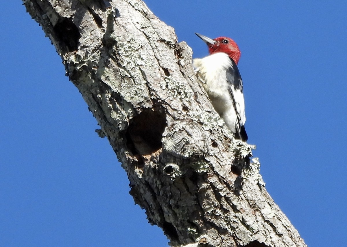 Red-headed Woodpecker - ML647892628