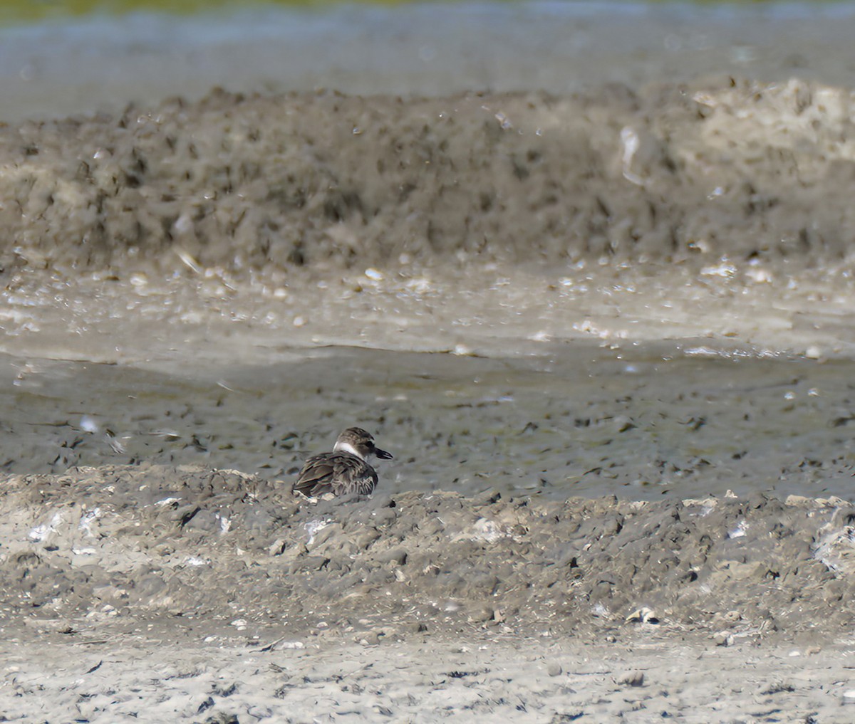 Wilson's Plover - ML647892629