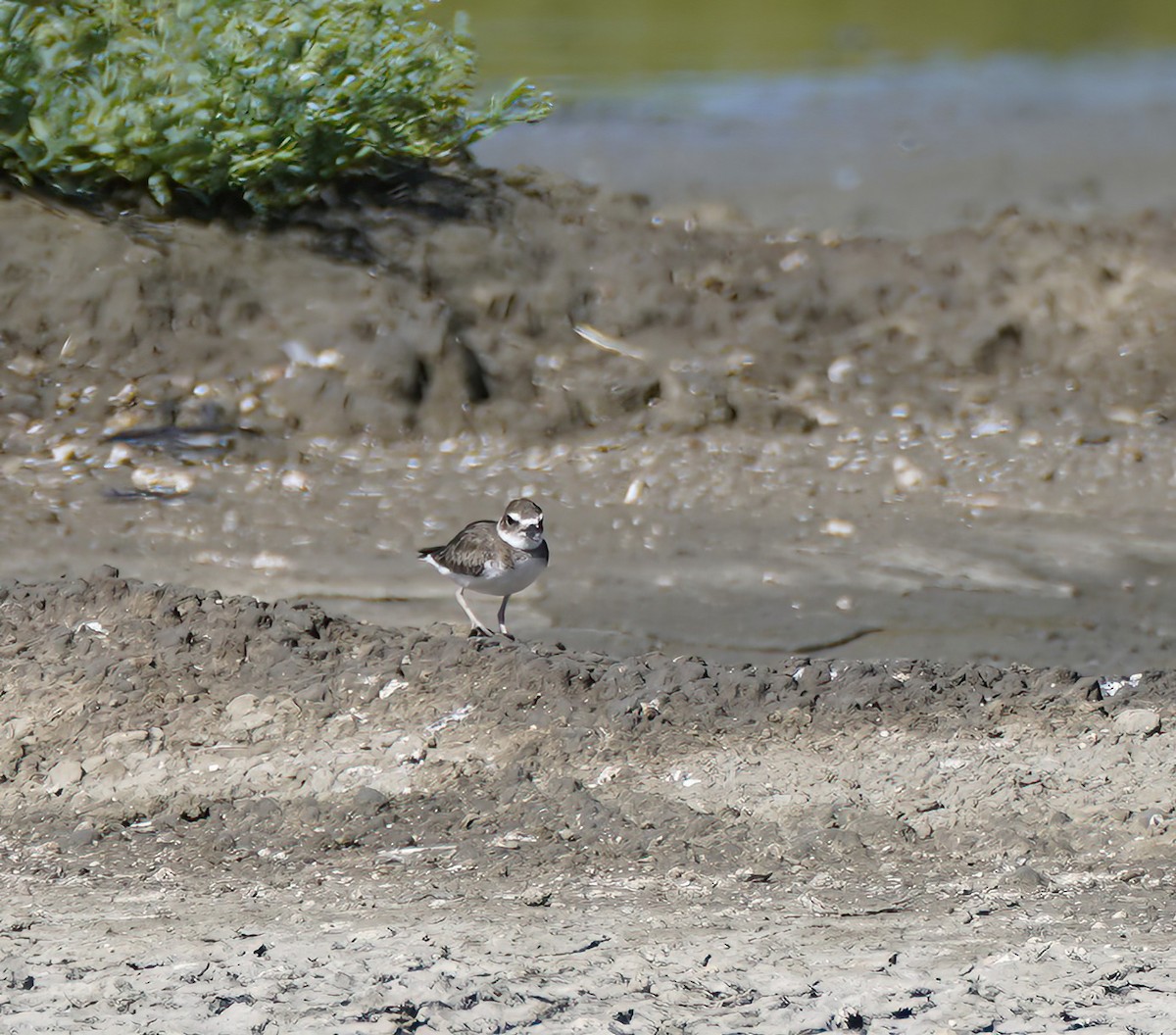 Wilson's Plover - ML647892630