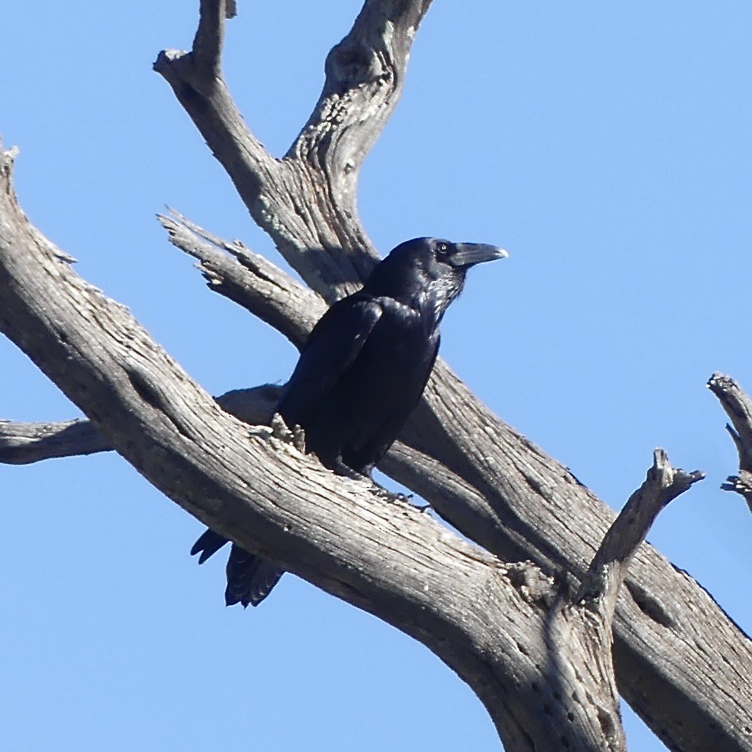 Common Raven - ML647892631