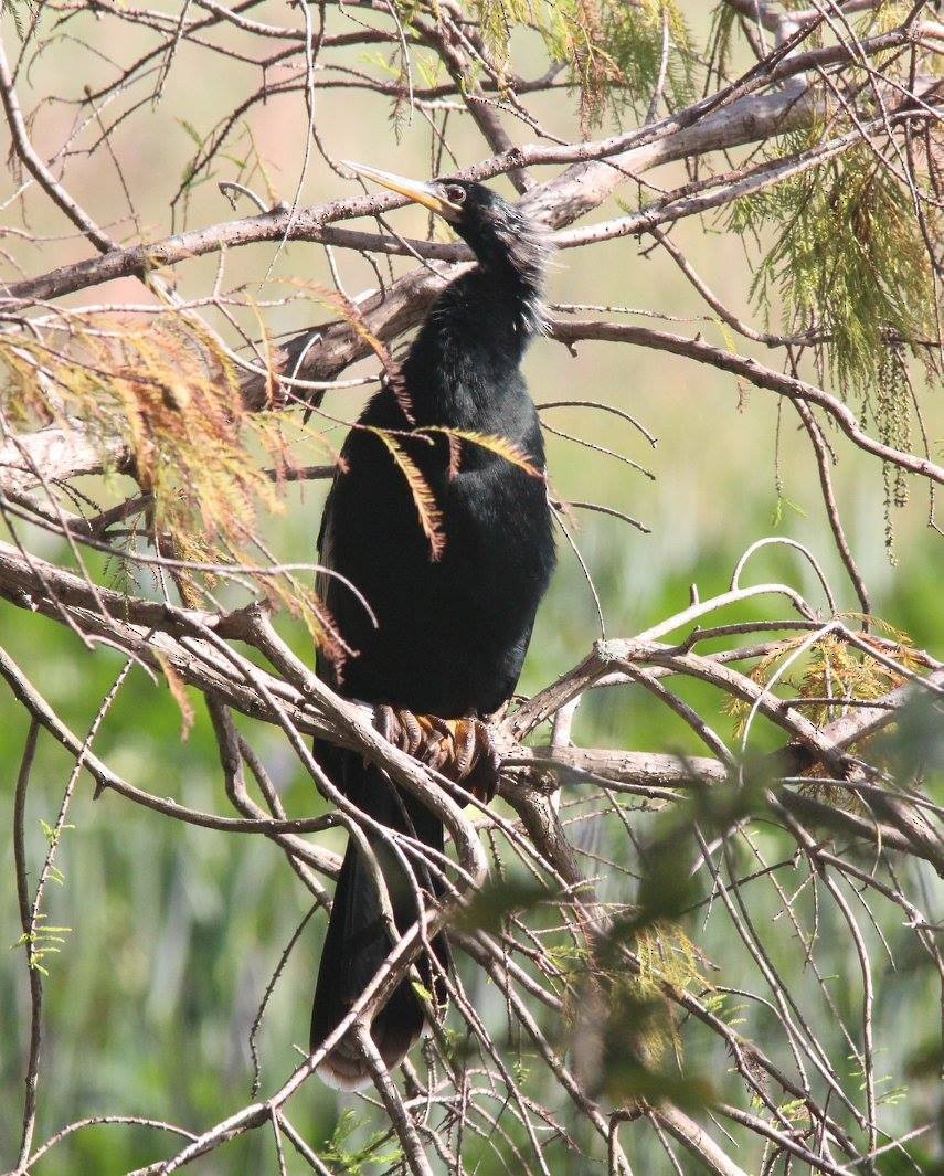 Anhinga - ML647892633