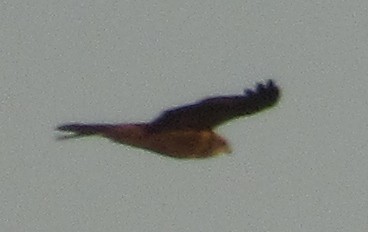 Western Marsh Harrier - ML647892635