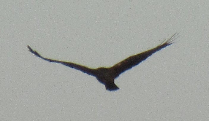 Western Marsh Harrier - ML647892636