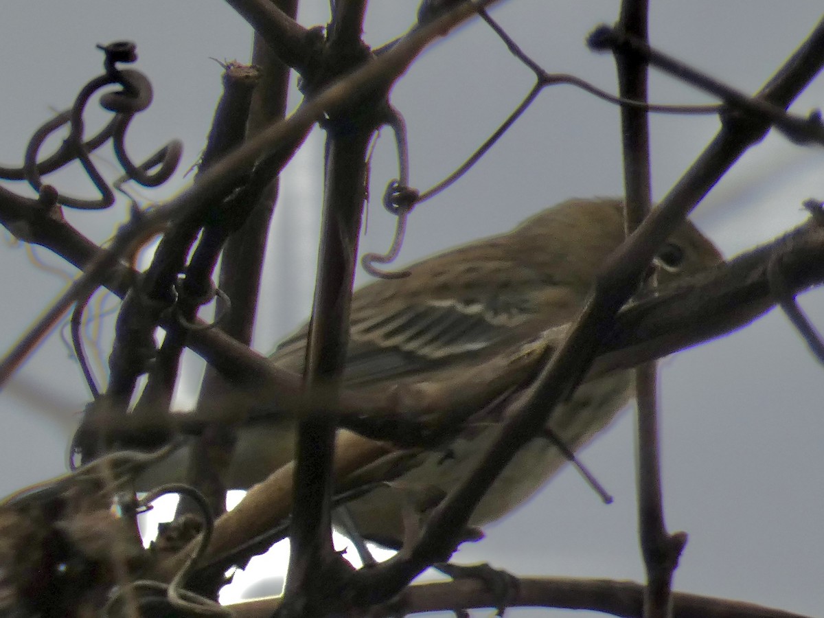 Yellow-rumped Warbler - ML647892638