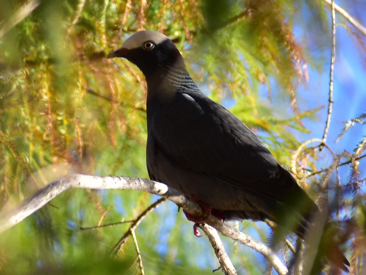 holub antilský - ML647892684