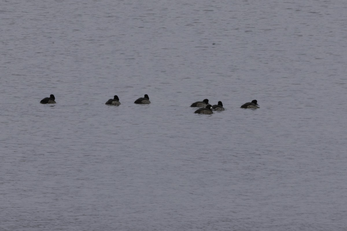 Морская чернеть - ML647892689