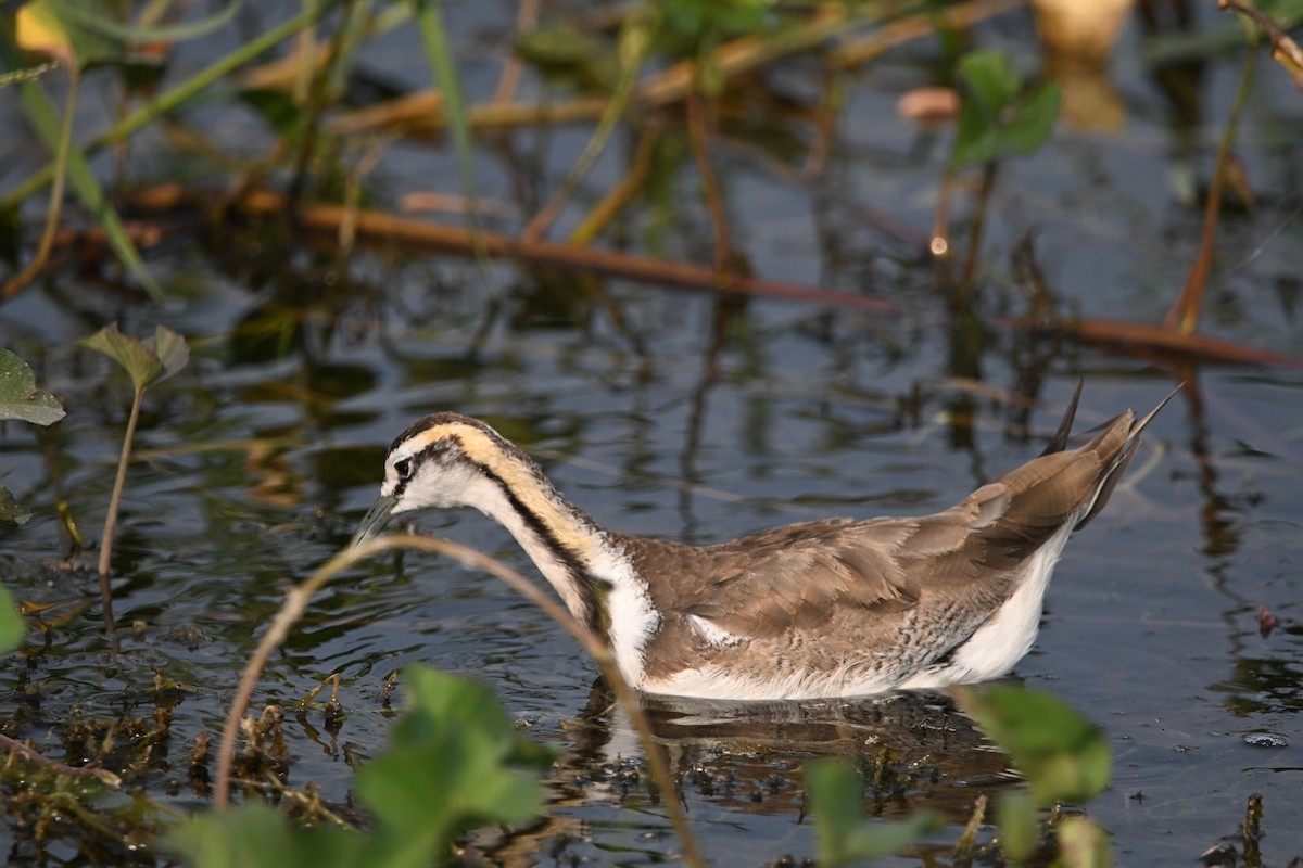 fasanbladhøne - ML647892726