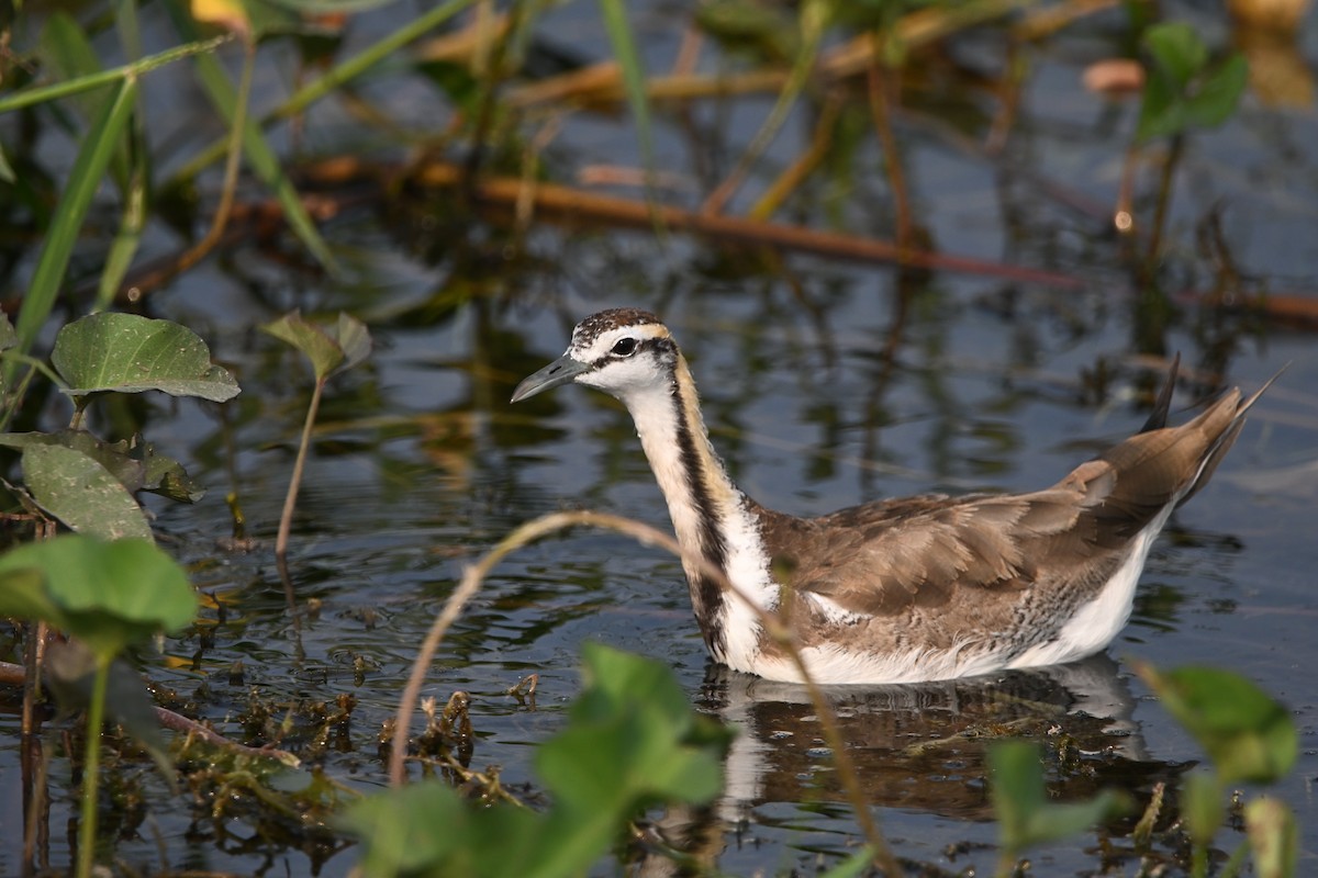 fasanbladhøne - ML647892727