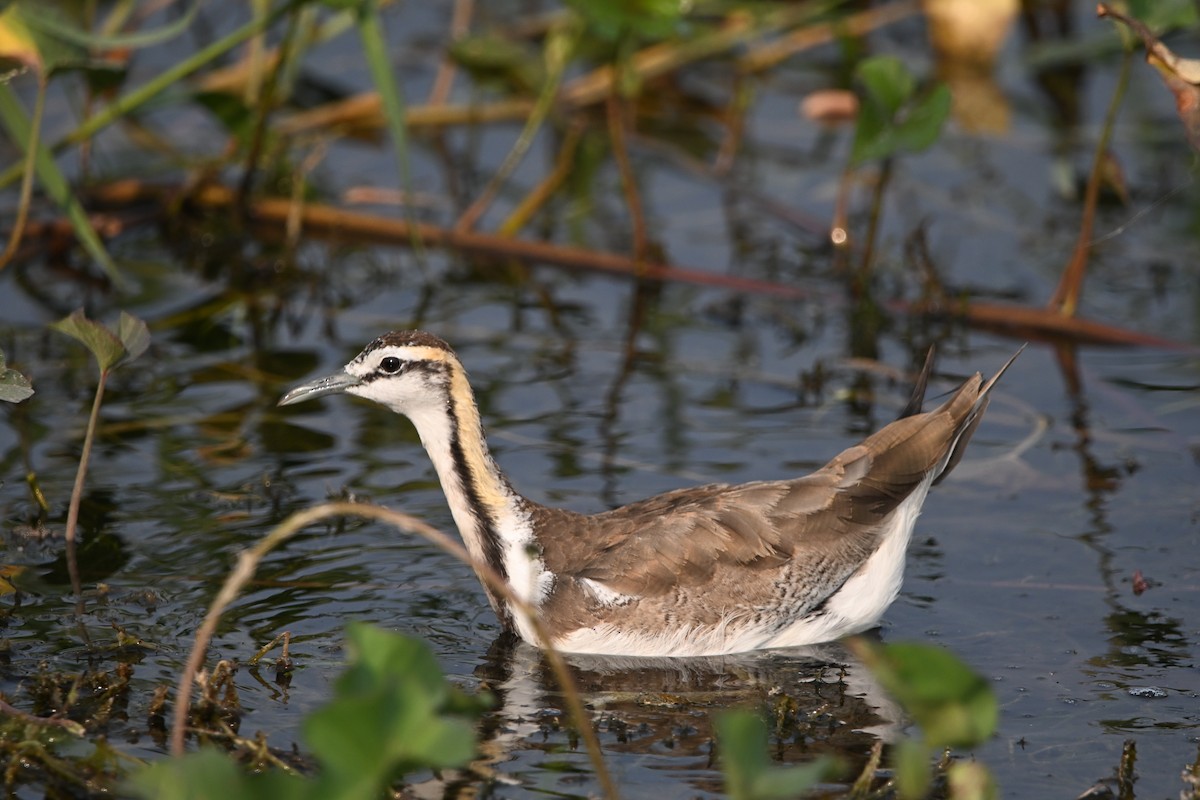 fasanbladhøne - ML647892728