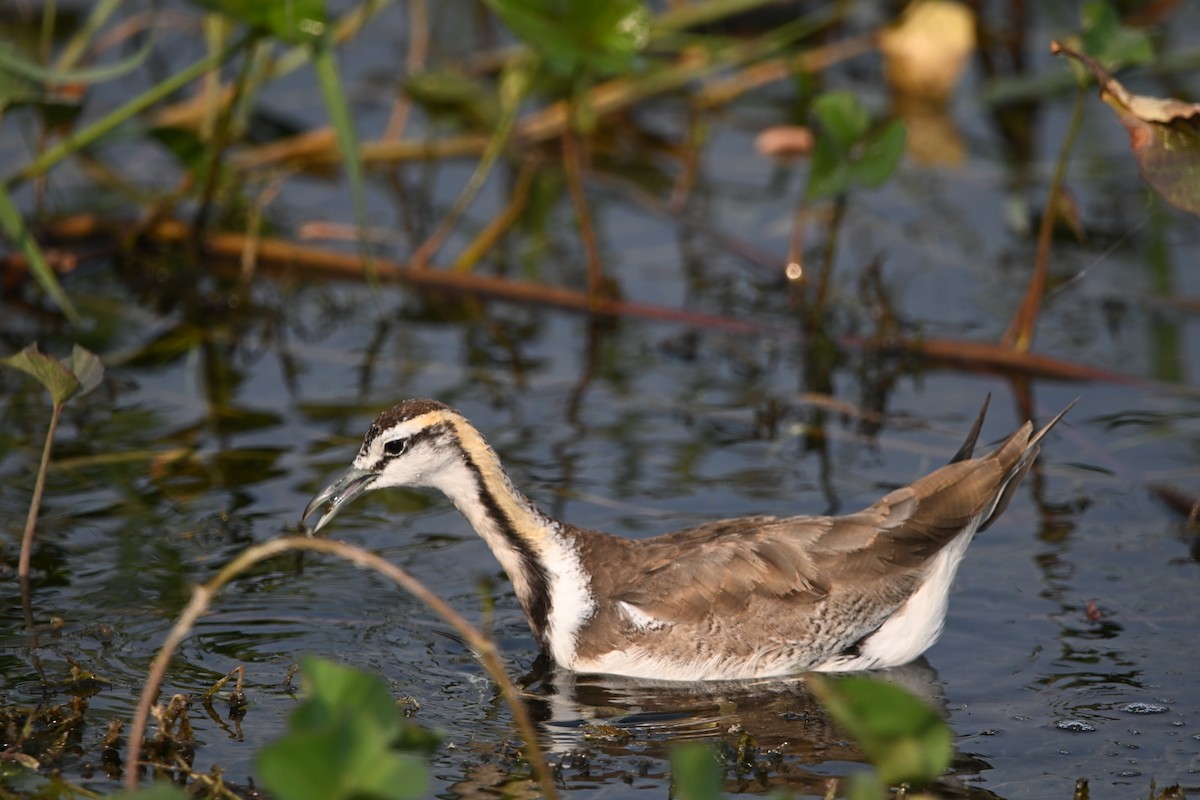 fasanbladhøne - ML647892729