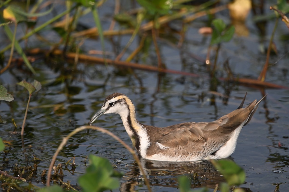 fasanbladhøne - ML647892730