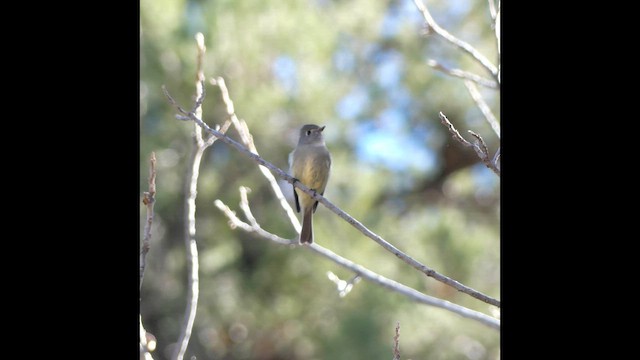 Hammond's Flycatcher - ML647892913