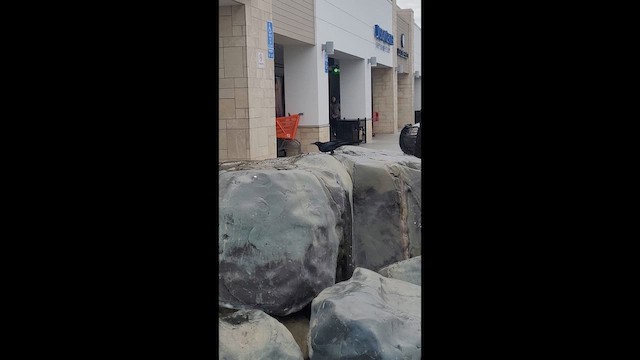 Great-tailed Grackle - ML647892919