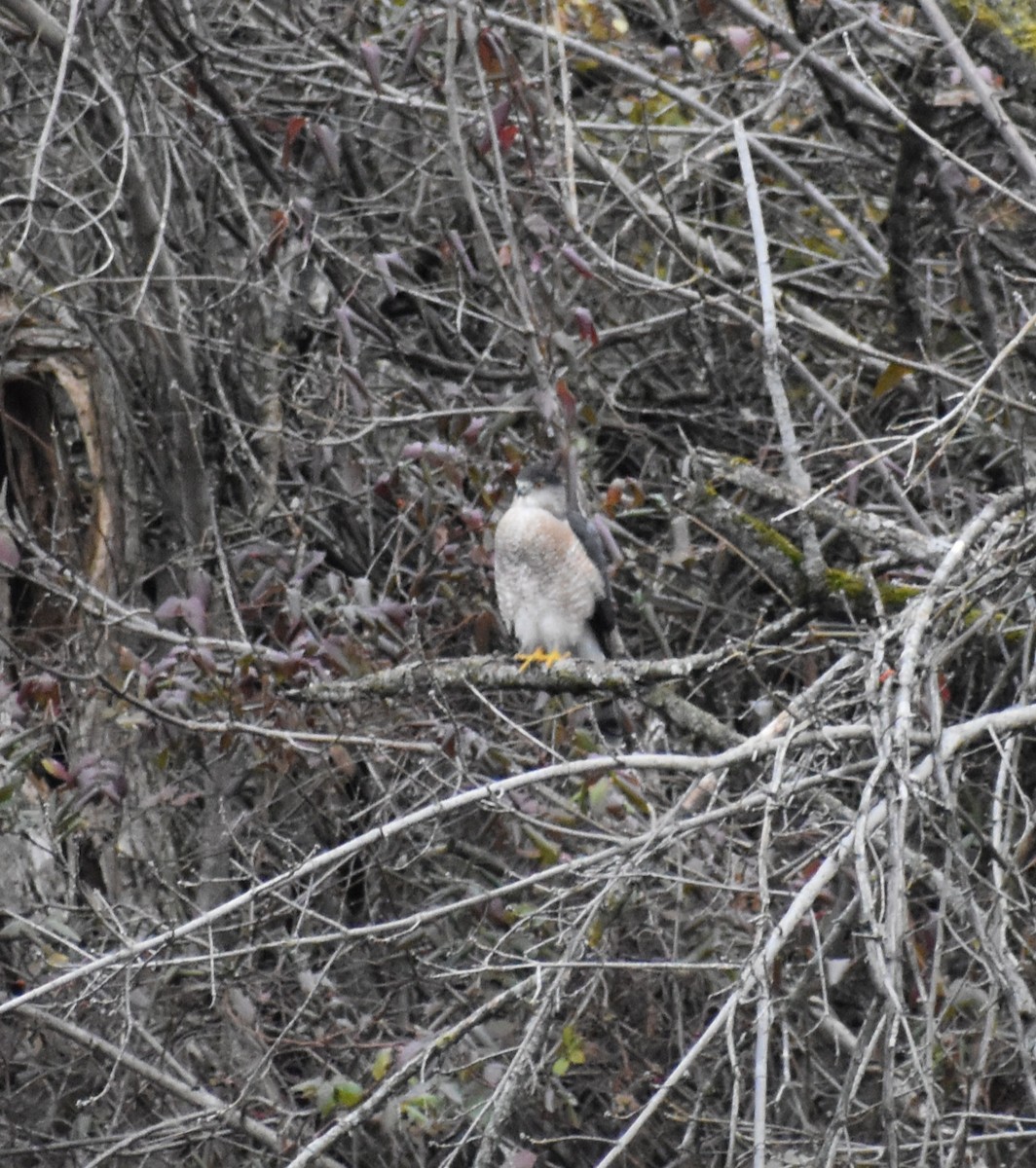 Яструб чорноголовий - ML647892965