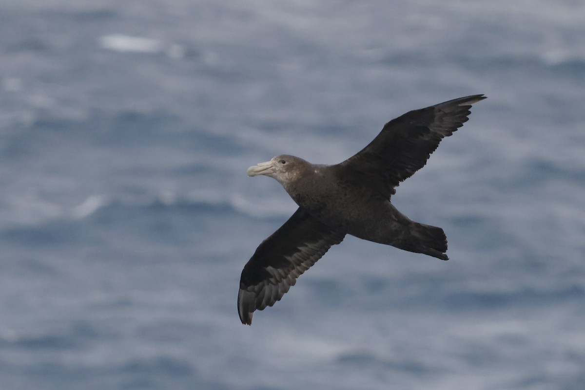 sørkjempepetrell - ML647893005