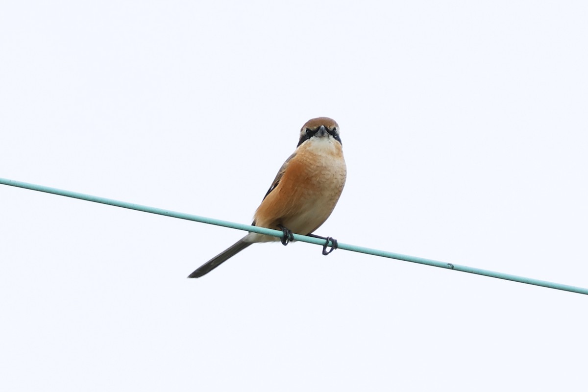 Bull-headed Shrike - ML647893011
