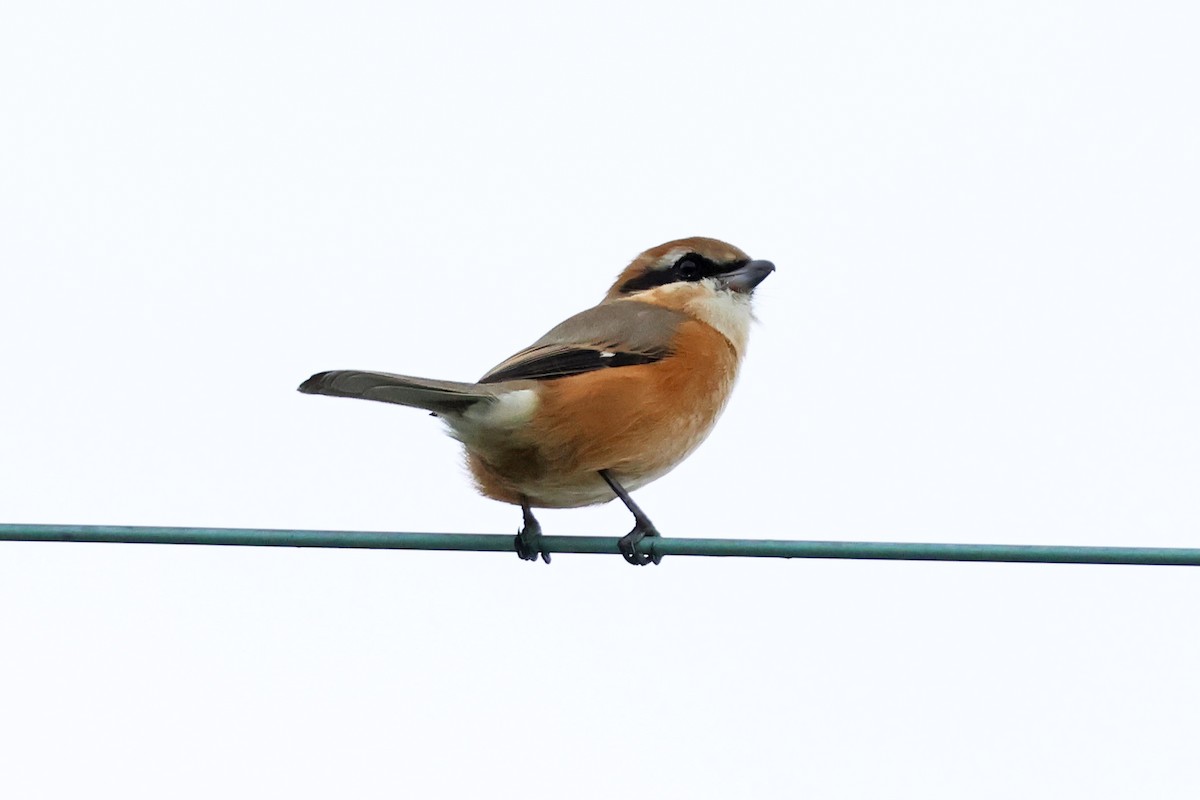 Bull-headed Shrike - ML647893012
