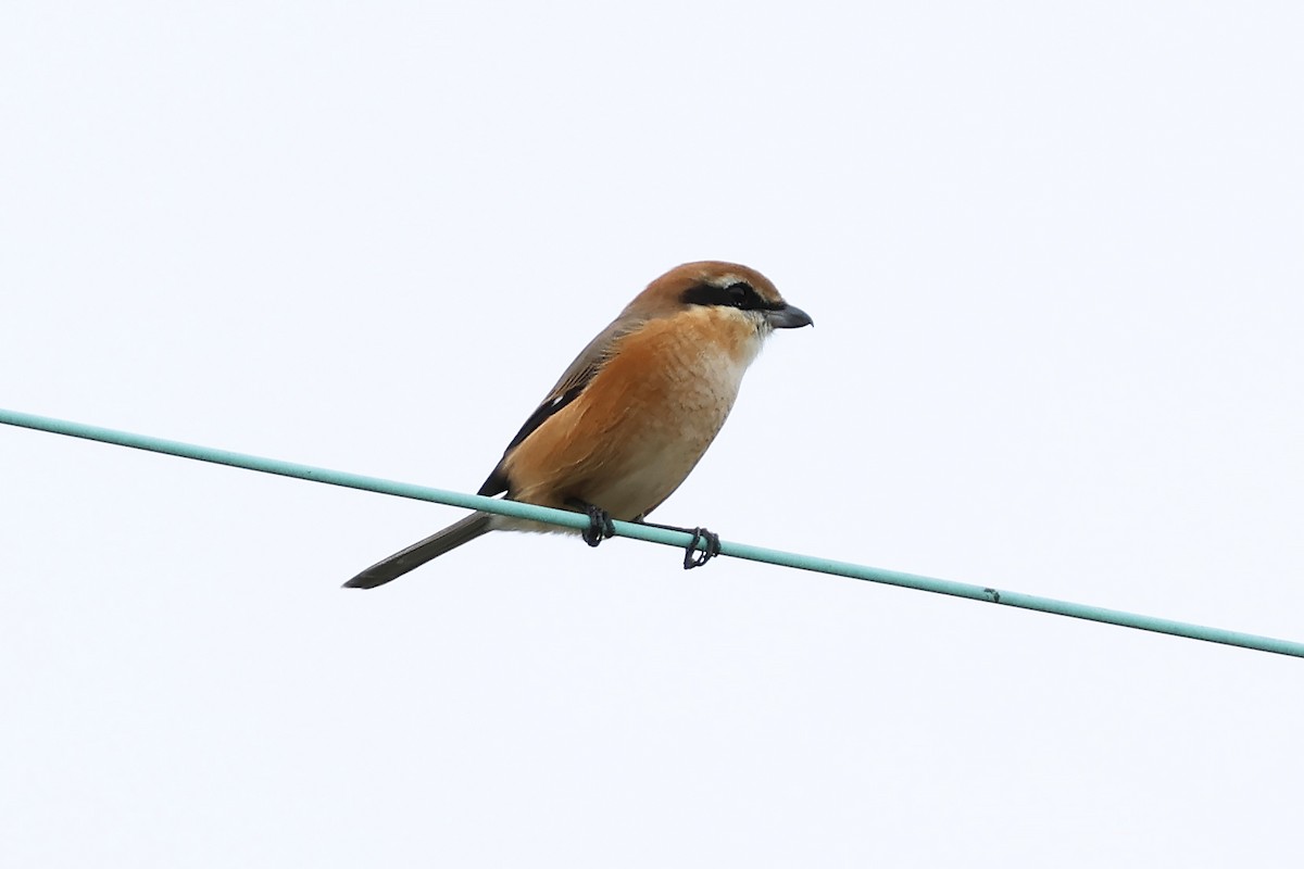 Bull-headed Shrike - ML647893013