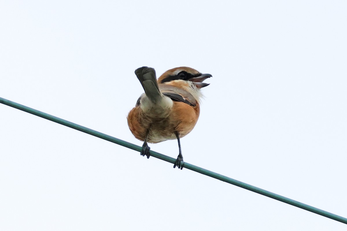 Bull-headed Shrike - ML647893014