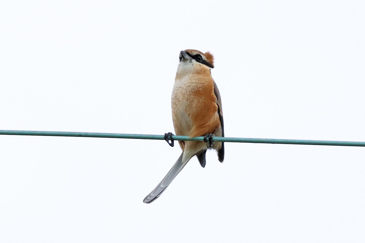 Bull-headed Shrike - ML647893015