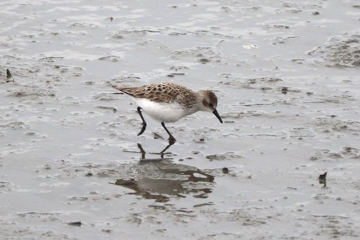 Semipalmated Sandpiper - ML647893054