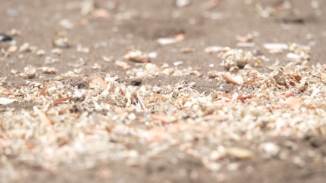 Snowy Plover - ML647893097