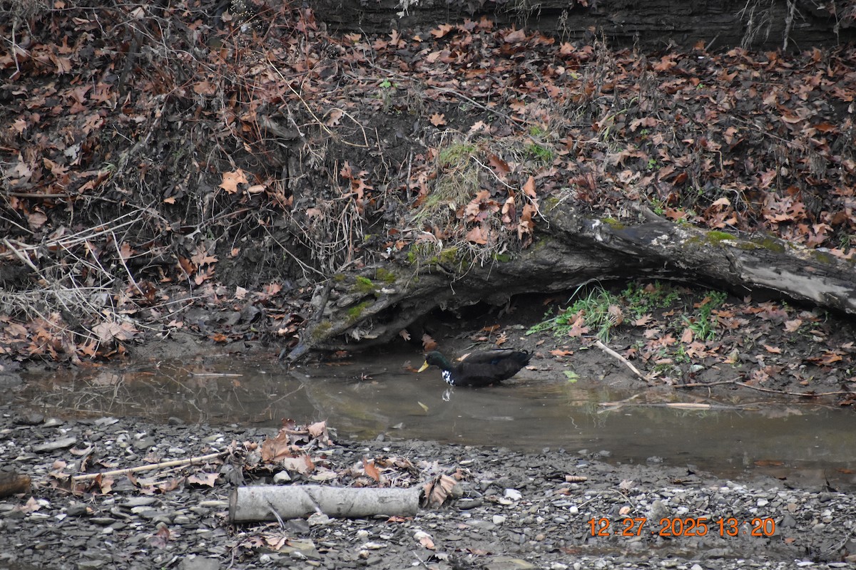 Крижень звичайний - ML647893120