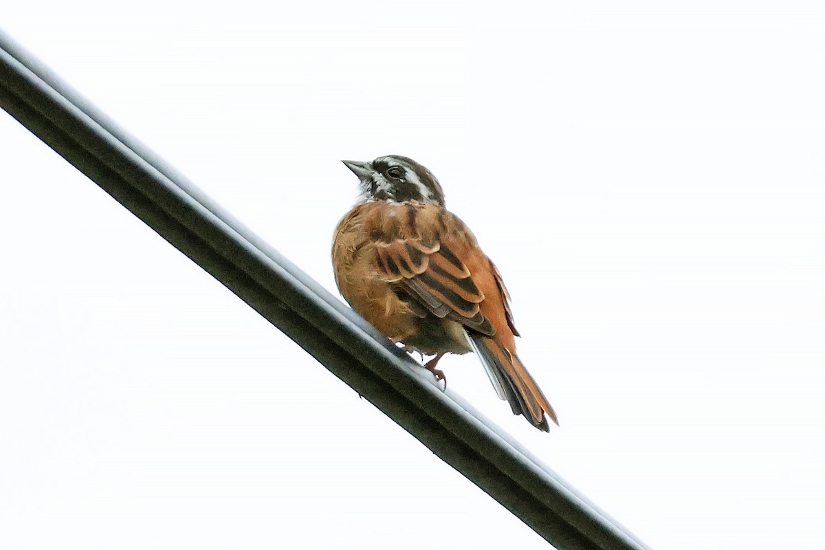 Meadow Bunting - ML647893131