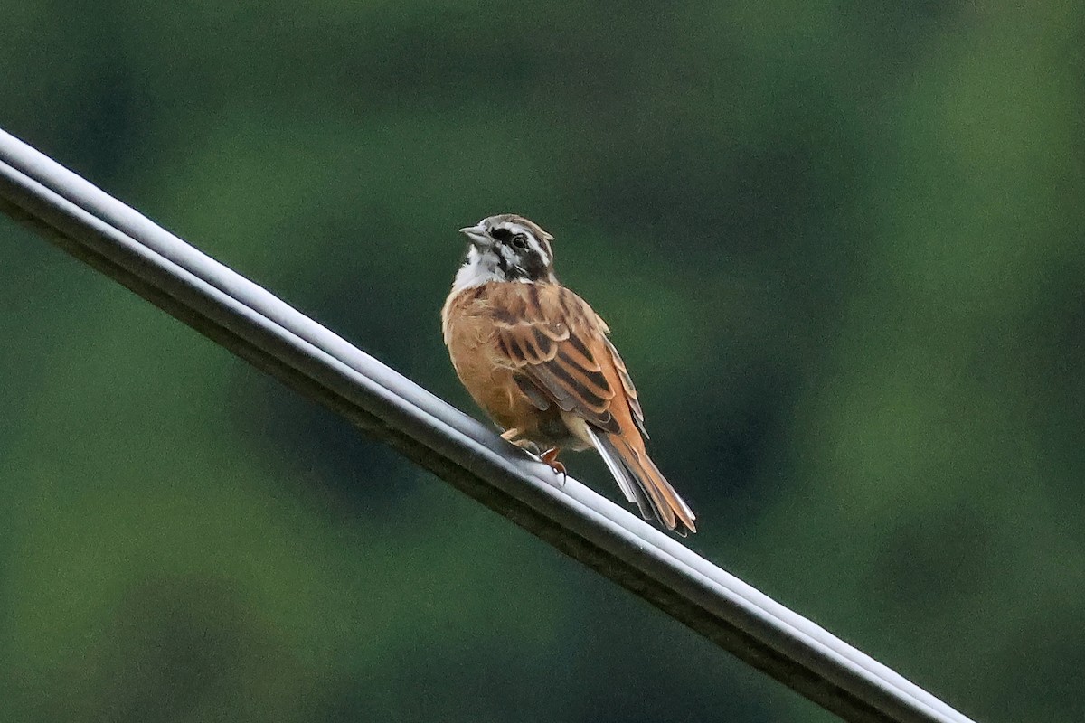 Meadow Bunting - ML647893132