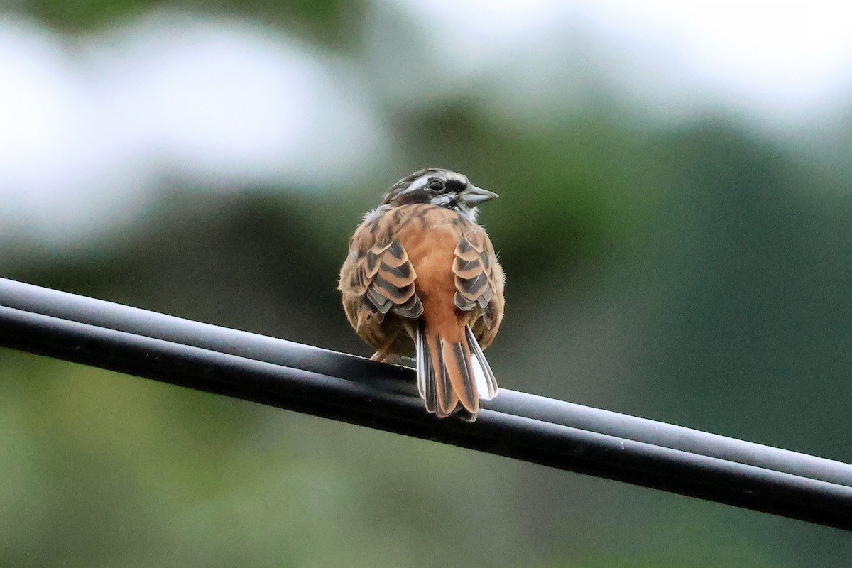 Meadow Bunting - ML647893133