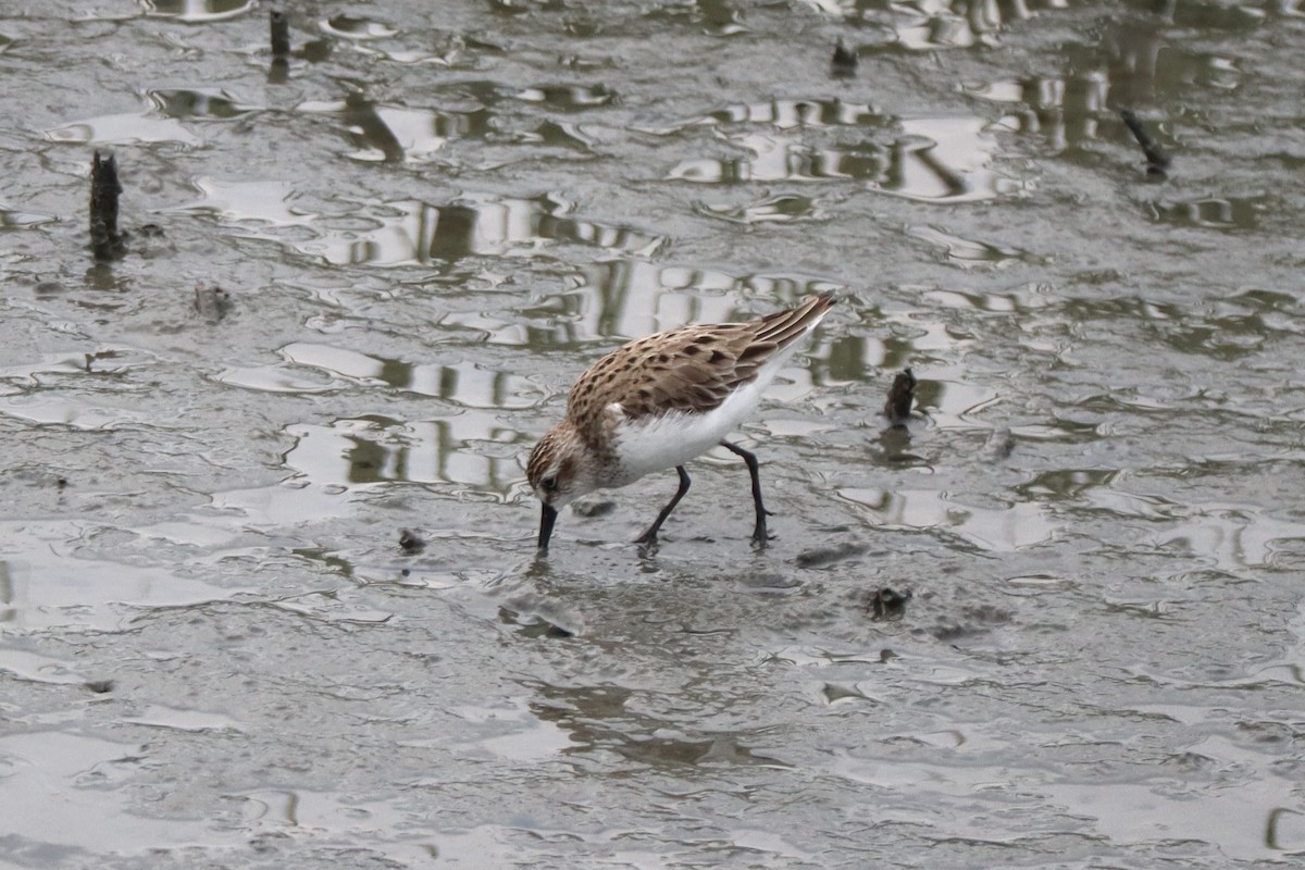 Semipalmated Sandpiper - ML647893151
