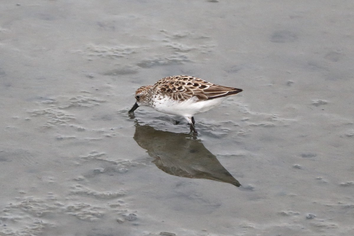 Semipalmated Sandpiper - ML647893152