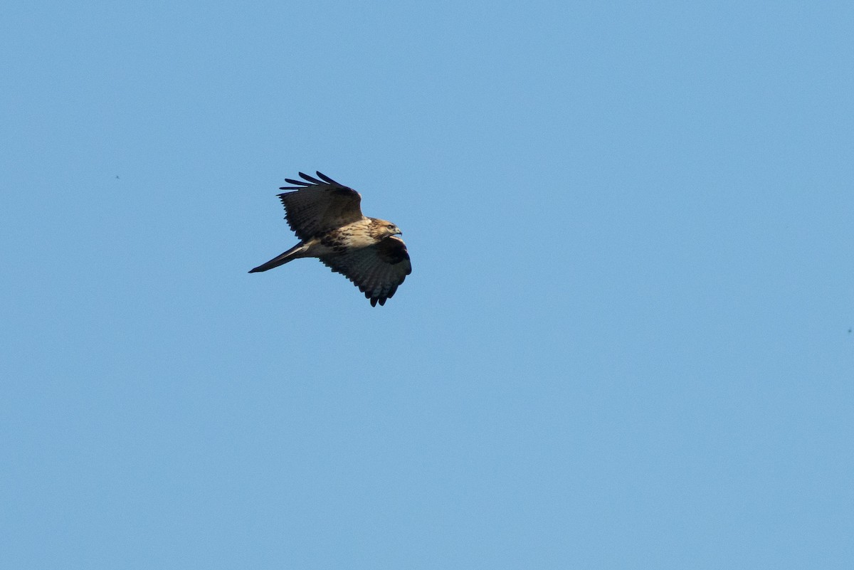 Eastern Buzzard - ML647893215