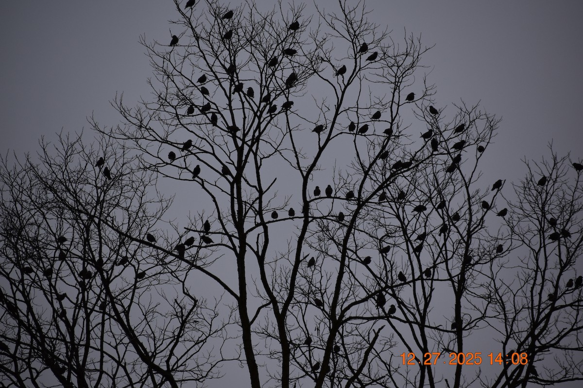 Шпак звичайний - ML647893264