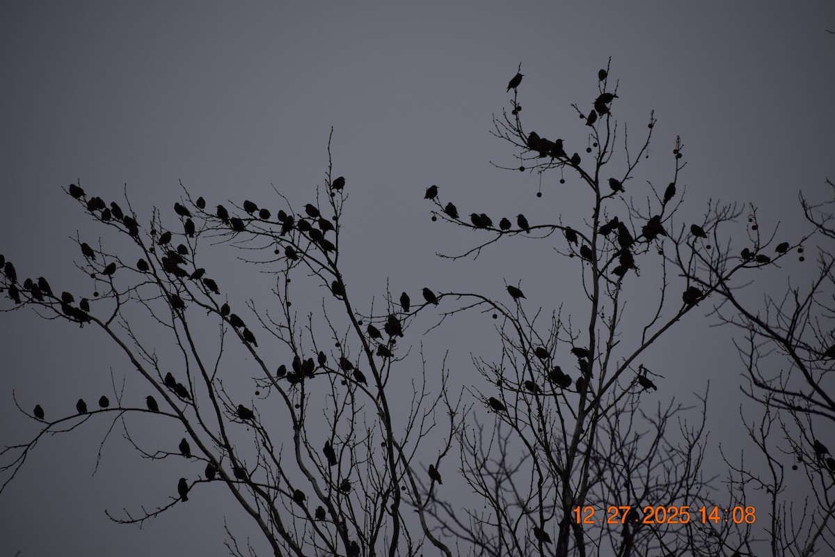 Шпак звичайний - ML647893282