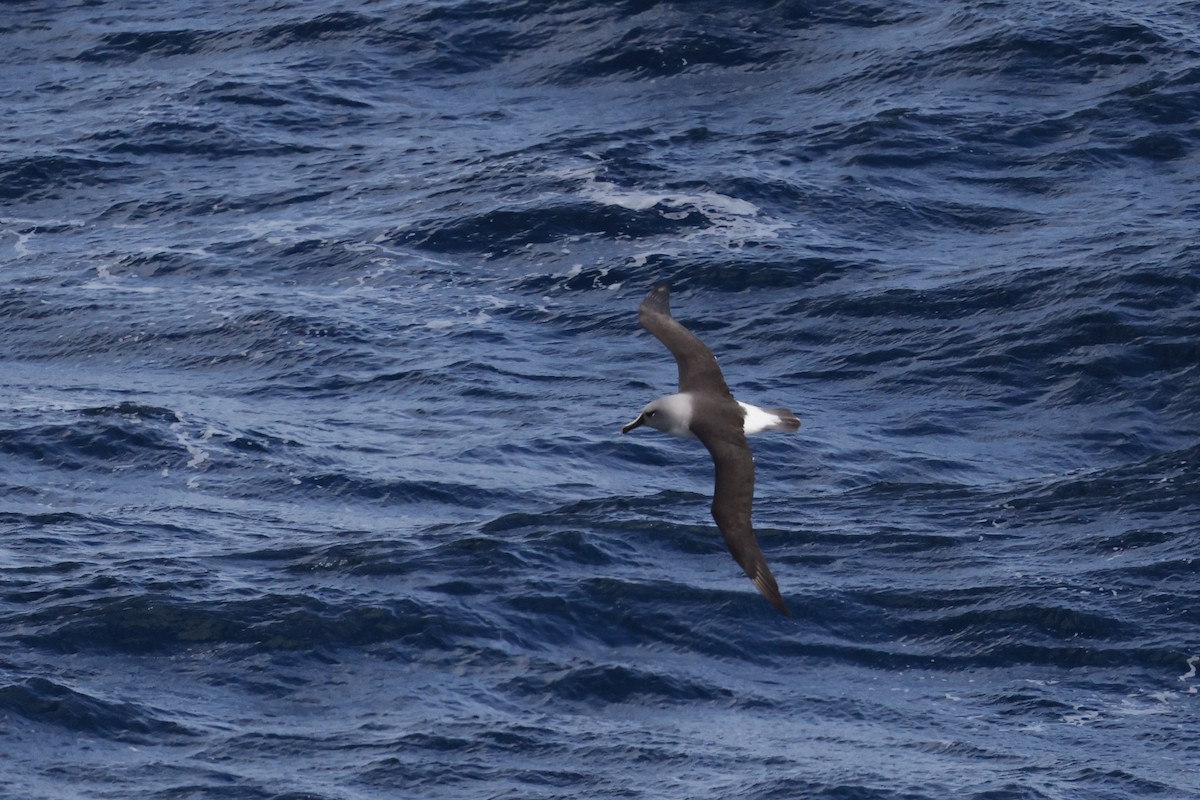 Gray-headed Albatross - ML647893310