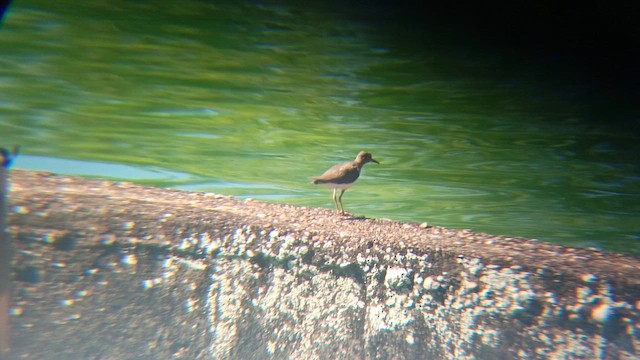 Spotted Sandpiper - ML647893352