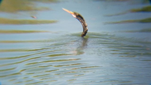 Anhinga - ML647893368