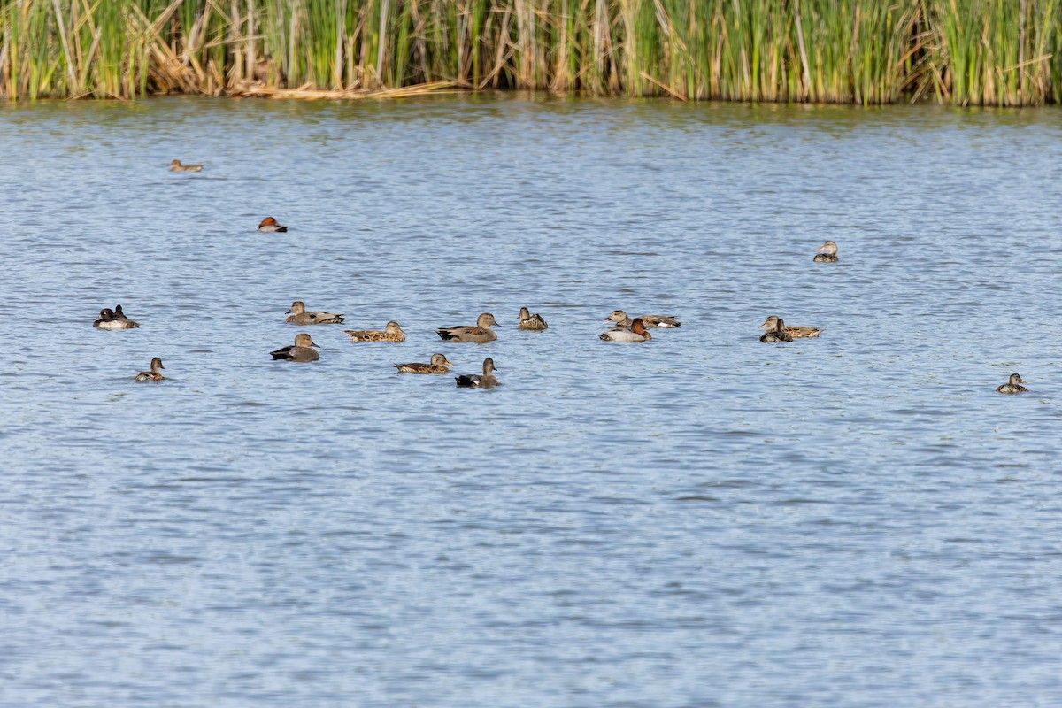 Ipar-ahatea - ML647893378