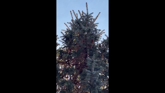 Golden-crowned Kinglet - ML647893400